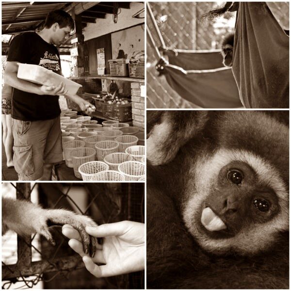 volontarresor-apor-gibbon-thailand-sepia