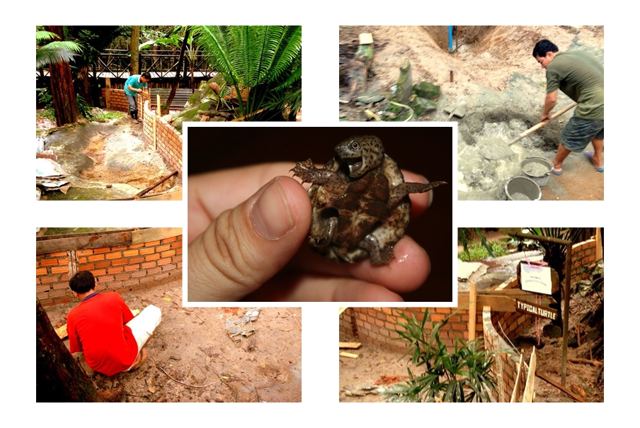 volontärarbete djur laos