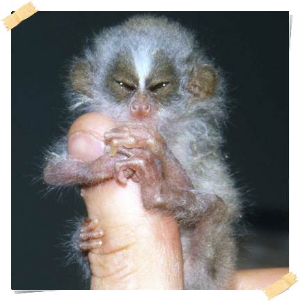 Det här är en loris-bebis. Frågor på det? :) volontararbete-vietnam-djur-loris