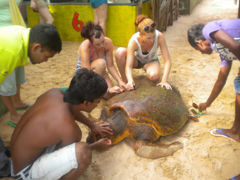 volontär-sköldpaddor-sri-lanka