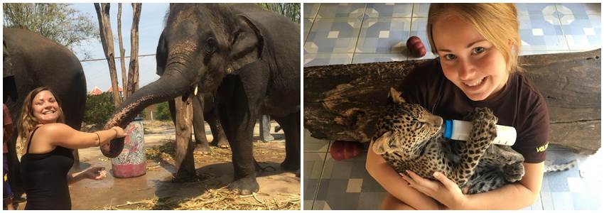 volontär-med-djur-thailand