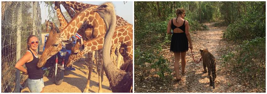 volontärarbete-djur-thailand