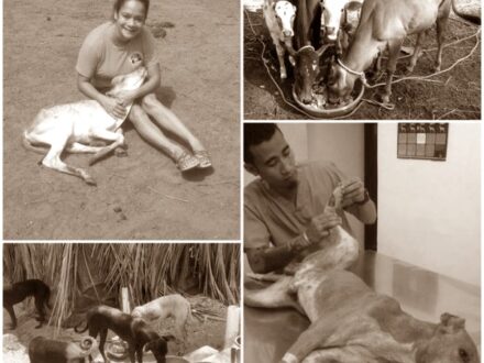 frivillig-arbeid-dyr-india-goa-sepia