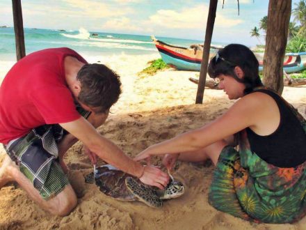 frivillig-arbeid-skilpadder-sri llanka