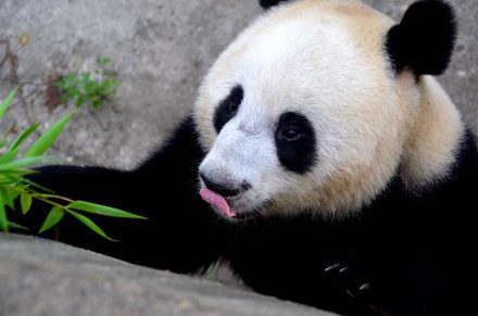 volontarresor-panda-kina