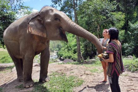 volontära-med-elefanter-i-thailand