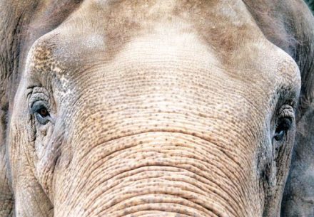 elefant-volontärarbete