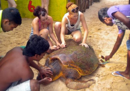 volontärresor-sri-lanka-sköldpaddor