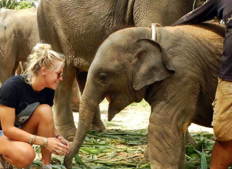 billiga-volontarresor-2019