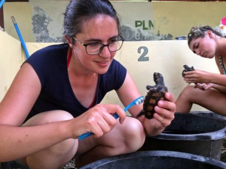 volontarresor-bali-skoldpaddor